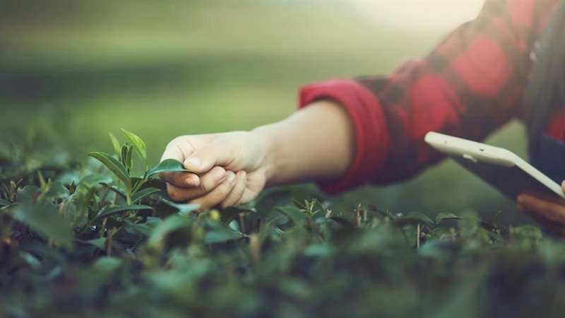 ep la agricultura del futuro sera sostenible saludable competitiva y rentable segun investigadores