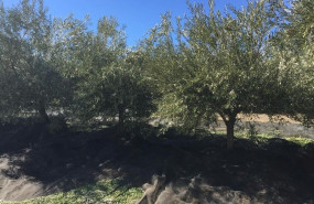 ep olivarcampanarecogida