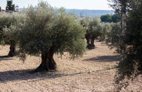 ep olivosmoratatajuna