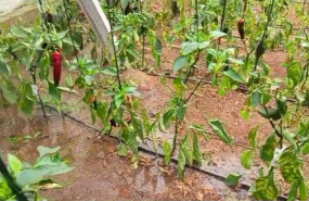 ep plantaciones de pimiento anegadas por las lluvias en un invernadero de almeria