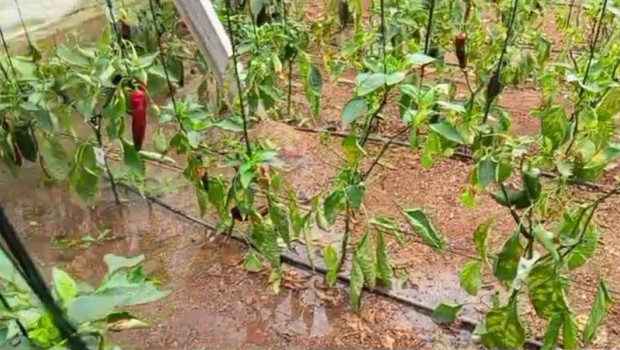 ep plantaciones de pimiento anegadas por las lluvias en un invernadero de almeria