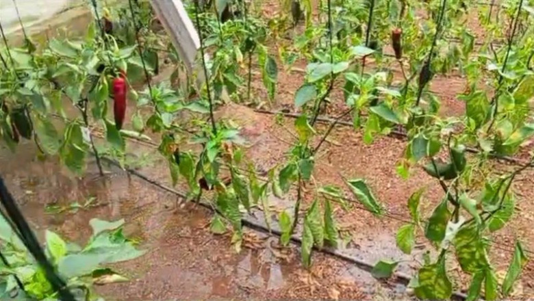 ep plantaciones de pimiento anegadas por las lluvias en un invernadero de almeria ep plantaciones de pimiento anegadas por las lluvias en un invernadero de almeria