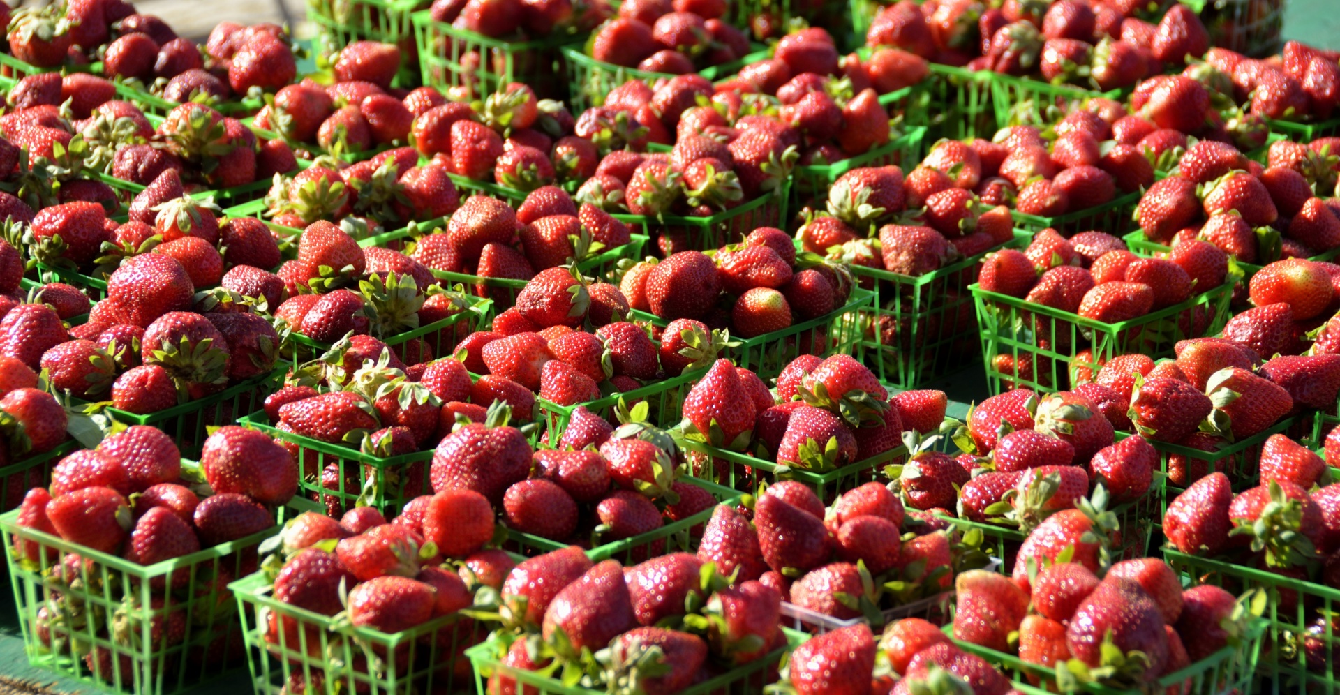 fresas