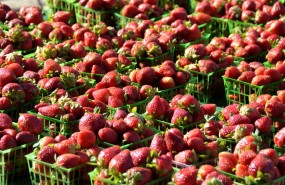 fresas