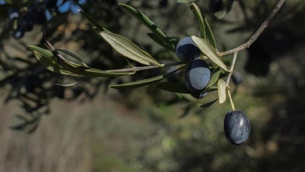 ep aceituna negra