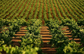 ep agroseguro ha abonado mas del 90 de la siniestralidad de uva de vino con casi 37 millones de