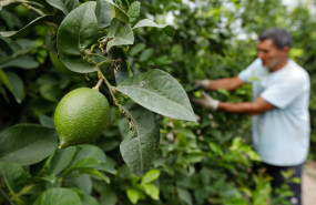 ep archivo   agricultor en el limonar