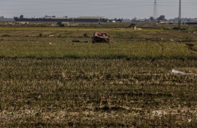 ep archivo   restos de la dana en un campo de arrozales en las inmediaciones de lalbufera tras las