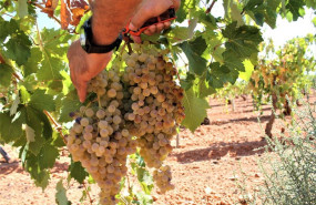 ep archivo   uvas en una vina