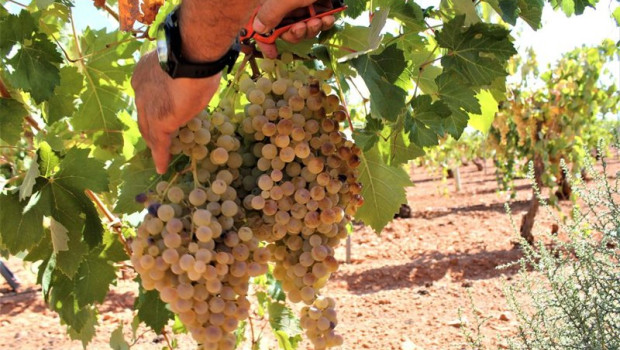 ep archivo   uvas en una vina