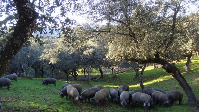 Cerdos se alimentan en una dehesa | COOPERATIVAS AGRO-ALIMENTARIAS - Archivo ep cerdos se alimentan en una dehesa
