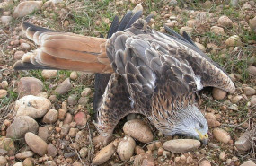 ep condenado un guarda de un coto de caza por colocar veneno y lazos ilegales para matar fauna
