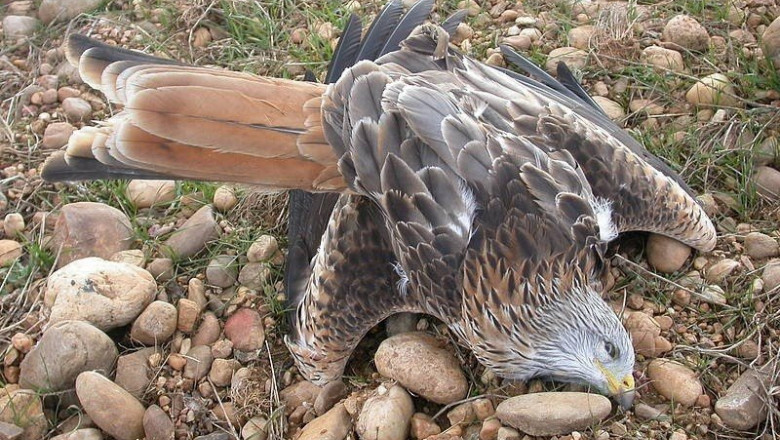 Condenado un guarda de un coto de caza por colocar veneno y lazos ilegales para matar fauna | WWF ep condenado un guarda de un coto de caza por colocar veneno y lazos ilegales para matar fauna