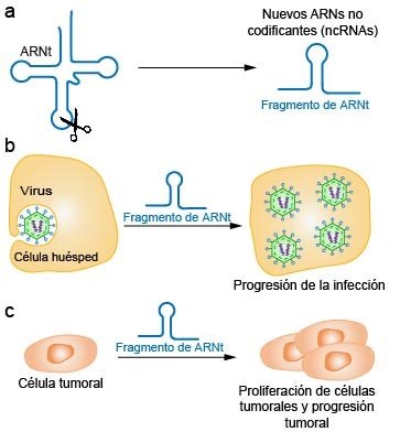 Expertos españoles hallan una relación muy estricta entre estos fragmentos derivados de ARN de transferencia y cáncer | CIC ep expertos espanoles hallan una relacion muy estricta entre estos fragmentos derivados de arn de