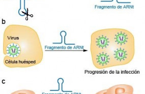 ep expertos espanoles hallan una relacion muy estricta entre estos fragmentos derivados de arn de