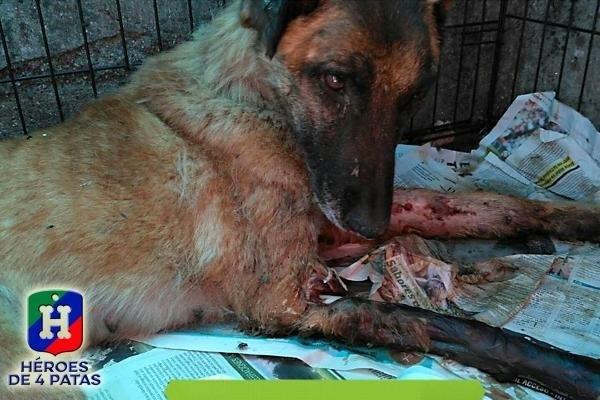 Vespa, una perra que sirvió en Protección Civil busca familia que la adopte | HÉROES DE 4 PATAS ep vespa una perrasirvio en proteccion civil busca familiala adopte