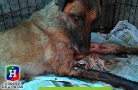 ep vespa una perrasirvio en proteccion civil busca familiala adopte