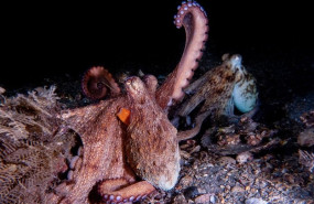 ep archivo   un pulpo levanta su brazo