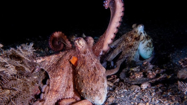 ep archivo un pulpo levanta su brazo ep archivo un pulpo levanta su brazo