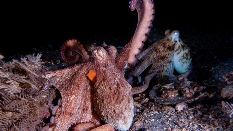 Archivo - Un pulpo levanta su brazo | CHELSEA BENNICE, FLORIDA ATLANTIC UNIVERSITY ep archivo un pulpo levanta su brazo