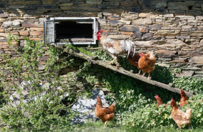 ep archivo   varias gallinas y un gallo en un corral