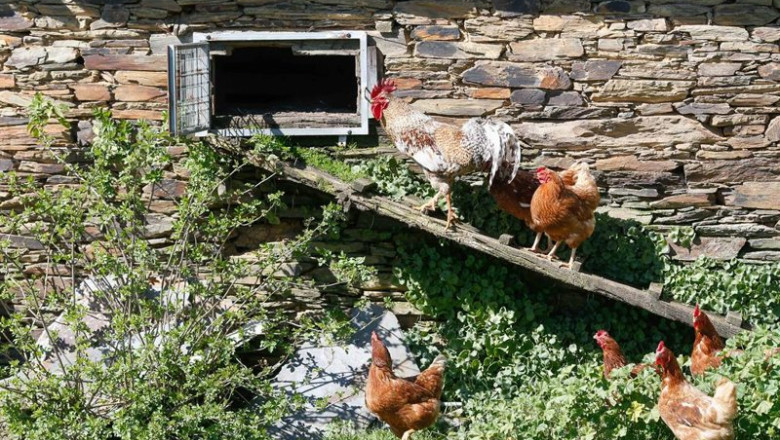 Archivo - Varias gallinas y un gallo en un corral, | Carlos Castro - Europa Press - Archivo ep archivo varias gallinas y un gallo en un corral
