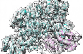 ep estala estructura crio-emcomplejo sidj cam sidjmuestracian calmodulinrosa