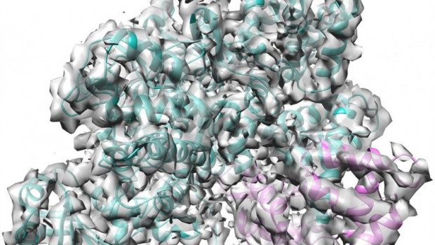ep estala estructura crio-emcomplejo sidj cam sidjmuestracian calmodulinrosa