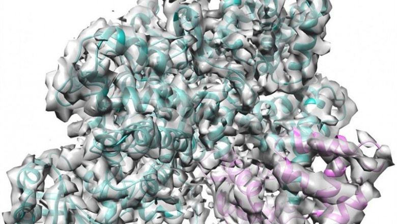 ep estala estructura crio-emcomplejo sidj cam sidjmuestracian calmodulinrosa