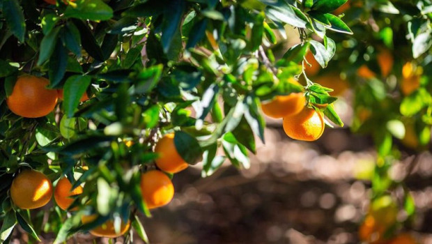 ep mandarinas en campo