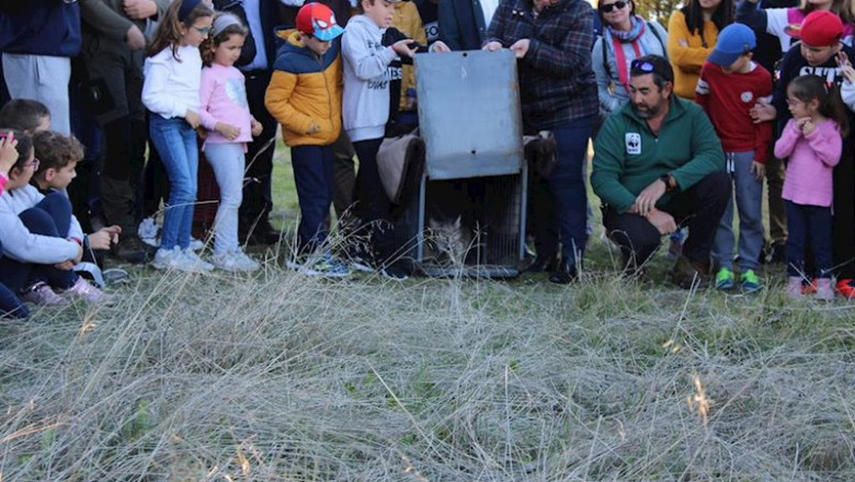 ep quisquilloso tercer lince liberado este ano en la zona sur de la provincia de provincia de ciudad