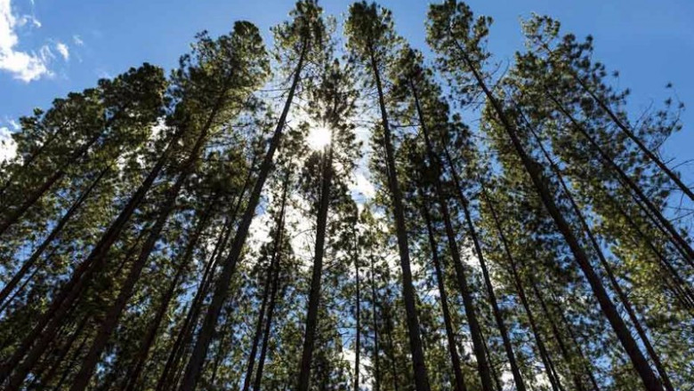 Smurfit Kappa establece nuevos objetivos en materia de sostenibilidad con Better Planet 2050 | Smurfit Kappa ep smurfit kappa establece nuevos objetivos en materia de sostenibilidad con better planet 2050