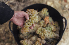 ep variedad de uva blanca de rioja