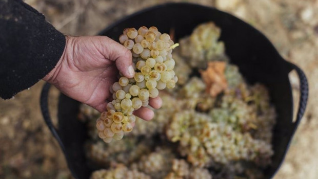 ep variedad de uva blanca de rioja