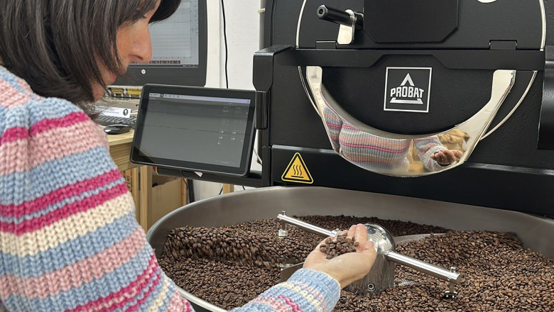 comprobando granos de cafe