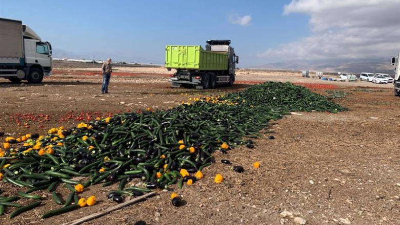 Agricultores de Almería arrojan pepinos, pimientos y berenjenas por los bajos precios que achacan parcialmente a la competencia desleal de terceros países | COEXPHAL ep agricultores de almeria arrojan pepinos pimientos y berenjenas por los bajos precios que achacan