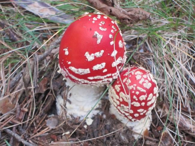 ep amanita