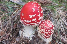 ep amanita