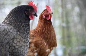 ep archivo   gallinas 20251111132814