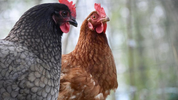 ep archivo   gallinas 20251111132814