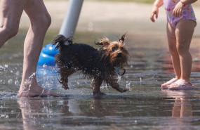 ep archivo   un perro juego en el agua para refrescarse en madrid rio a 26 de junio de 2023 en
