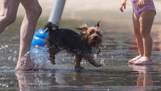 ep archivo   un perro juego en el agua para refrescarse en madrid rio a 26 de junio de 2023 en