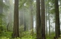 ep bosque ep bosque