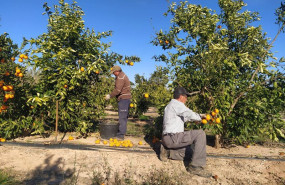 ep cultivos de naranja