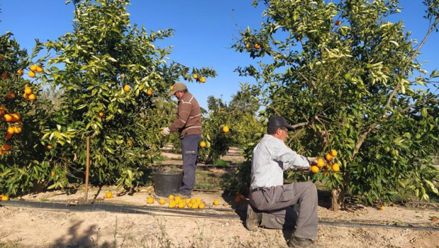 ep cultivos de naranja