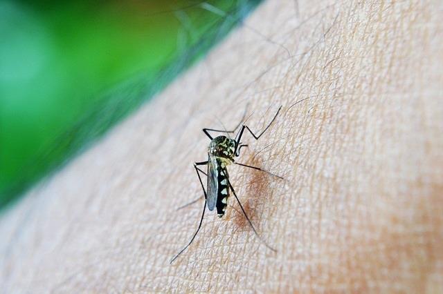 DENGUE | PIXABAY ep dengue