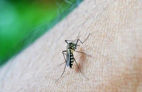 ep dengue