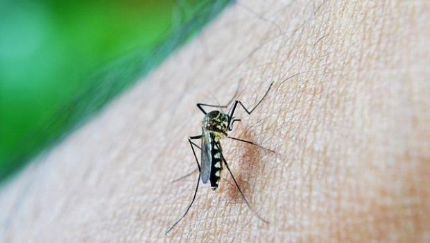 ep dengue