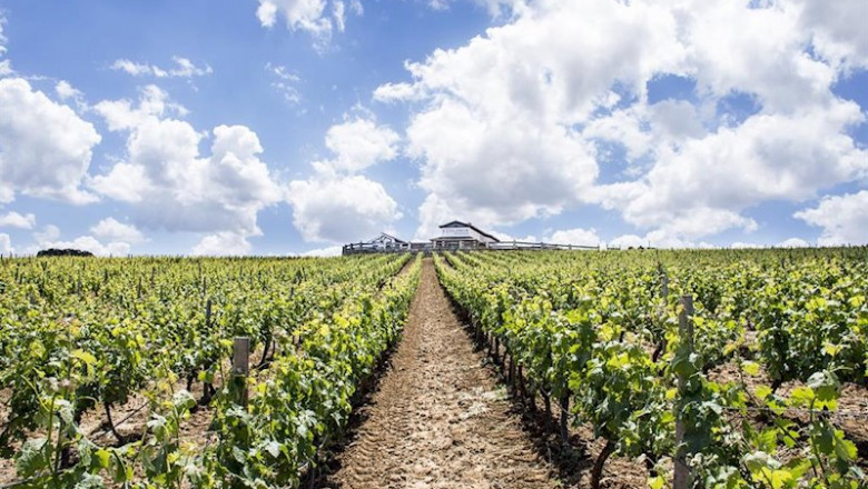 España exporta 93,4 millones de litros de vino menos en los primeros nueve meses de la actual campaña | EXCELENCIA BODEGAS - Archivo ep espana exporta 934 millones de litros de vino menos en los primeros nueve meses de la actual