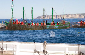 ep levanta de atun rojo de una almadraba en aguas de la provincia de cadiz